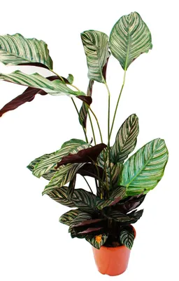 Produktbild von XXL-Schattenpflanze mit ungewöhnlichem Blattmuster – Calathea ornata – 19-cm-Topf – ca. 70–90 cm hoch