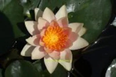 Produktbild von 2 HALBZWERGSEEROSEN Sorte Solfatare, orange Blüten