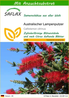 Produktbild von SAFLAX - Australischer Lampenputzer - 400 Samen - Mit keimfreiem Anzuchtsubstrat - Callistemon citrinus