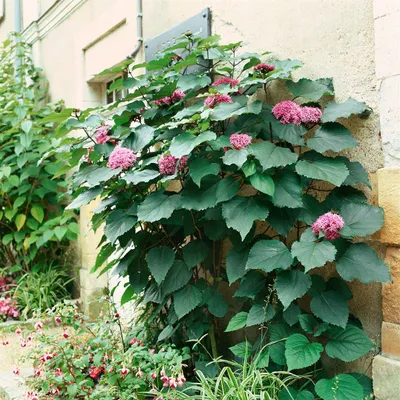 Produktbild von Clerodendrum bungei, Ruhmesblume, rosa Blüten, 80–100 cm