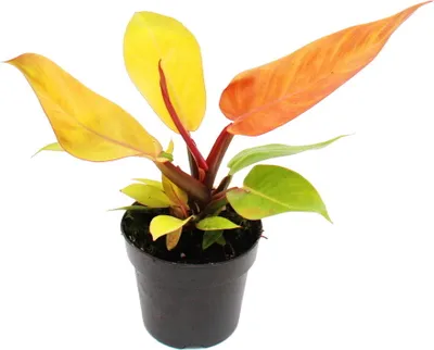 Produktbild von Philodendron Prince of Orange - oranžový strom priatel - 12cm kvetinác
