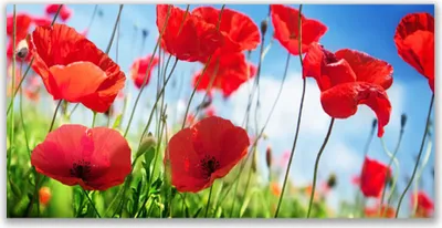 Produktbild von Tulup Leinwand-Bilder 120x60 Wandbild Canvas Kunstdruck Mohnblumen Gras Natur