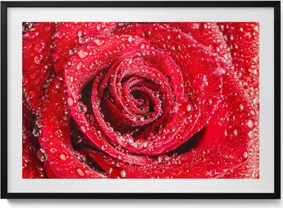 Produktbild von Rose auf roten Rosenblättern– Wandbild mit Rahmen – Gerahmtes Bild  – Wanddekoration – 100x70 cm –  Schwarz Rahmen