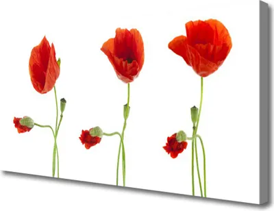Produktbild von Tulup Leinwand-Bilder 100x50 Wandbild Canvas Kunstdruck Mohnblumen Pflanzen