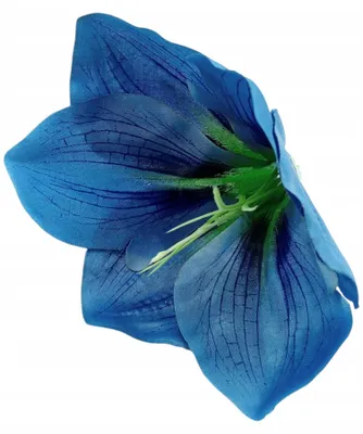 Produktbild von Vipolimex Amarylis Dekorationsköpfe Blau 24 Stück
