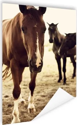 Produktbild von MuchoWow® Poster Pferde Sepia-Fotodruck 80x120 cm - Papierdruck