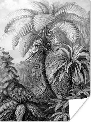 Produktbild von MuchoWow® Poster Pflanzen - Schwarz und weiß - Design - Illustration - Botanisch 90x120 cm - Wohnzimmer