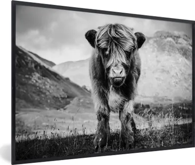 Produktbild von MuchoWow® MuchoWow® Gerahmtes Poster Schottisches Hochlandrind - Berg - Schwarz - Weiß 90x60 cm - Poster mit zchwarzem Bilderrahmen - Fotorahmen - Foto-Plakat