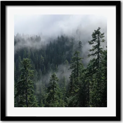 Produktbild von Bild - 50 cm x 50 cm - MDF - Rahmen, Wandkunst - Waldnebel