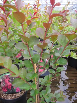 Produktbild von Lagerstroemia indica Pink Velour - Chinesische Kräuselmyrte - 40-60cm