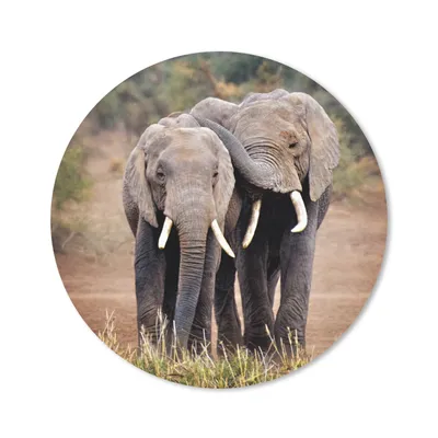 Produktbild von MuchoWow® Mauspad Mousepad Elefant - Tiere - Bäume - Natur 20x20 cm - Mousepads - Maus Mat - Pad - Mausunterlage - Schreibtischmatte