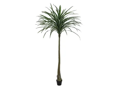 Zdjęcie produktu dla EUROPALMS Dracena, sztuczna, zielona, 220 cm (82505798)