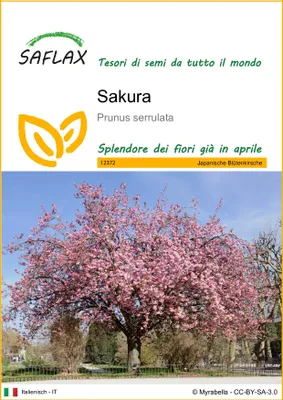 Immagine prodotto di SAFLAX  - Sakura - 30 semi - Prunus