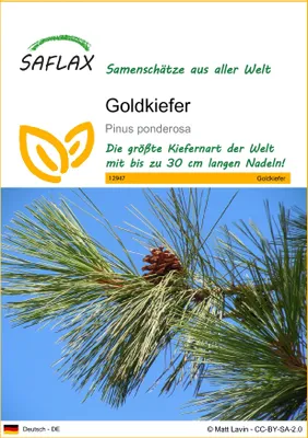 Produktbild von SAFLAX - Goldkiefer - Pinus ponderosa - 20 Samen