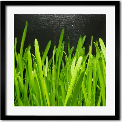 Produktbild von Bild - 50 cm x 50 cm - MDF - Rahmen, Wandkunst - Gras