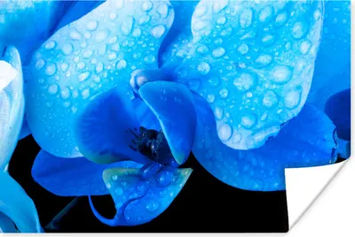 Produktbild von MuchoWow® Poster Nahaufnahme einer blauen Orchidee mit Wassertropfen 90x60 cm - Schlafzimmer