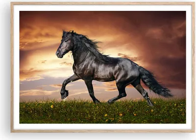 Produktbild von Gerahmtes Poster - Rahmen in heller Eiche - Pferd Tier Wiese - 100x70 cm - Wand Bild - Wanddeko - Wandbilder - Wandposter - Bilderrahmen - Bilder - Kunstdruck - Wandbild - P2NAA100x70-2608