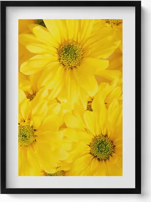 Produktbild von Blumenblüten– Wandbild mit Rahmen – Gerahmtes Bild  – Wanddekoration – 50x70 cm –  Schwarz Rahmen
