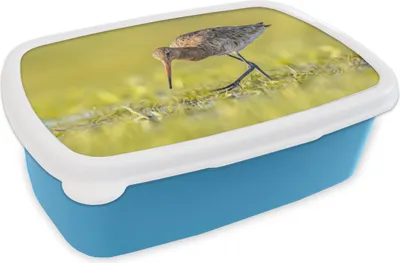 Produktbild von KitchenYeah® Lunchbox Brotzeit Brotdose 17x11 cm Vögel - Gras - Landschaft - Uferschnepfe Kinder Brotzeitdose - Lunch - Kunststoff  - Brotbüchse - Sandwichbox - Lunchbox für Kinder
