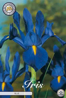 Artikelbild 2 von 'Schwertlilie Blauw (10 Stück)' aus der Kategorie Lilienzwiebeln