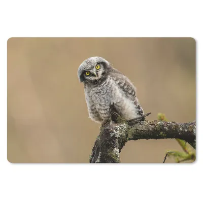 Produktbild von MuchoWow® Schreibtischunterlage Jungtiere - Sperberkauz - Zweig 60x40 cm - XXL Mauspad - Großes Mauspad