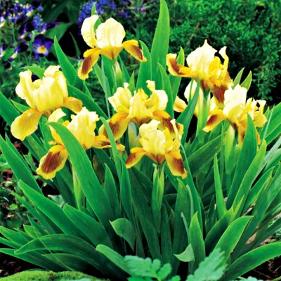 Immagine prodotto di Iris Pumila Bassa Ritz 1 pz. Iris Rizomi Piantine Iris
