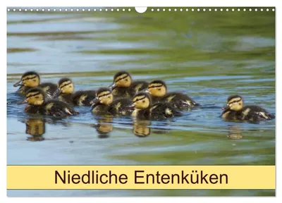 Produktbild von Niedliche Entenküken (Wandkalender 2027 DIN A3 quer), CALVENDO Monatskalender