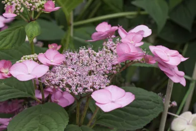Produktbild von Hydrangea serrata 'Rosalba', Hortensie, rosa-weiß, 40–50 cm