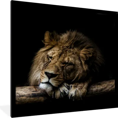 Produktbild von MuchoWow® MuchoWow® Gerahmtes Poster Löwe - Baum - Braun 40x40 cm - Poster mit zchwarzem Bilderrahmen - Mit Rahmen - Wanddekoration Schlafzimmer