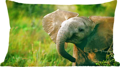 Produktbild von MuchoWow® Zierkissen Sofakissen Wohnzimmer Dekokissen 50x30 cm Elefant - Grün - Tiere - Natur - Wohnzimmerdekoration - Polster mit Photo