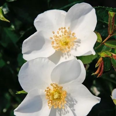 Produktbild von Rosa  - Kordes Nektar Rose - Rosa 'Escimo'