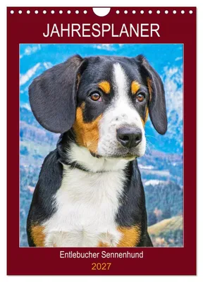 Produktbild von Jahresplaner Entlebucher Sennenhund (Wandkalender 2027 DIN A4 hoch), CALVENDO Monatskalender