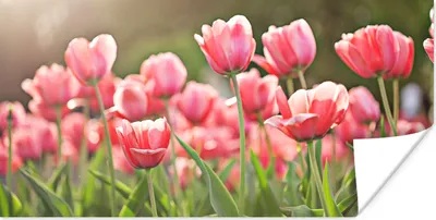 Produktbild von MuchoWow® Poster Tulpen - Sonne - Frühling 160x80 cm - Foto Poster