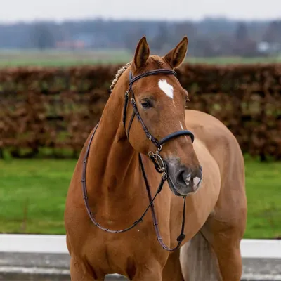 Produktbild von Trust Hickstead Hackamore Trense