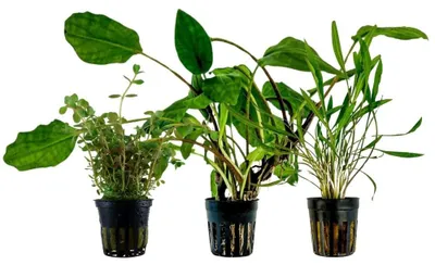 Produktbild von Pflanzen Set mit 3 Mittelgrund Topf Aquarium Wasserpflanzen AquaOne Nr.230