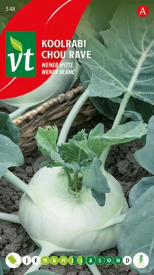 Obrázok produktu pre Kohlrabi Vienna white seeds - cca 2 gr | VT_548