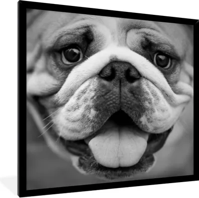 Produktbild von MuchoWow® Gerahmtes Poster Tierprofil Bulldogge in schwarz und weiß 40x40 cm - Poster mit Schwarzem Bilderrahmen Wandposter Rahmen Foto Bilder - Mit Rahmen - Wanddekoration Schlafzimmer