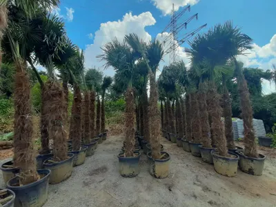 Produktbild von Palme Trachycarpus Fortunei, Chinesische Hanfpalme, Gesamthöhe: zwischen ca.: 300cm-350cm Winterhärte bis –19 °C, Stamm: ca.200cm