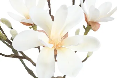 Produktbild von Künstliche Magnolienpflanze von Countryfield – Weiß – Ø 35 cm – Höhe 110 cm