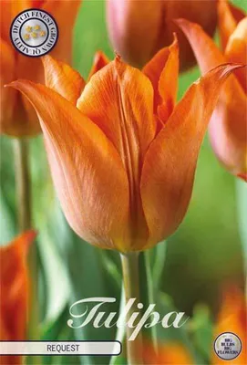 Image de Tulipe Request (10 bulbes) | Bulbes de tulipes de Sam van Schooten