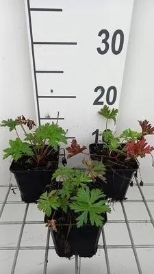Immagine prodotto di 6 x Geranio prat. 'Else Lacey' - Cranesbill - vaso 9 x 9 cm
