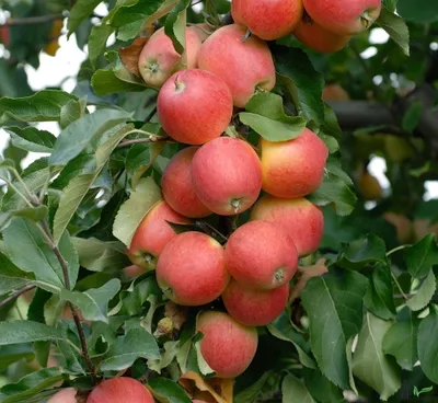 Produktbild von Terrassenobst Apfel Kleinobst Balkon Terrasse Apfelbaum Obstbaum viele Sorten, Terrassenobst:Apfel Gala