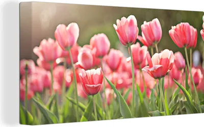 Obrázok produktu pre MuchoWow® - Plátno - Tulipány - Slnko - Jar, nástenná maľba, nástenné dekorácie obrazy obývacia izba, 40x20cm
