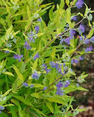 Produktbild von Caryopteris clandonensis 'Worchester Gold', Bartblume, goldlaubig, 30–40 cm