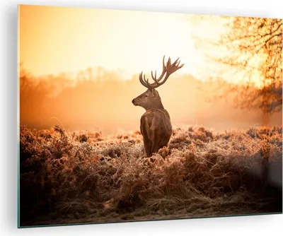 Produktbild von Bilder auf glas - Hirsch Natur Feld - 70x50cm - Glasbilder - Wandbilder - Kunstdruck - zum Aufhängen bereit - Wanddekoration aus Glas - Glas Bilder - Wandbild auf Glas - Einteilig - GAA70x50-3632