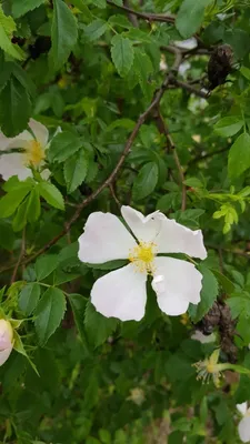 Image de Rosa canina / Églantier