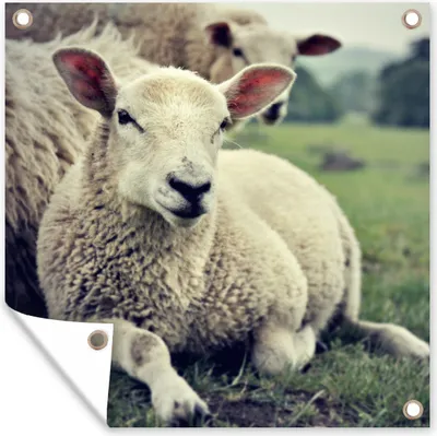 Produktbild von MuchoWow® 100x100 cm Outdoor-Poster Gartendeko Sichtschutz Garten Poster für den Garten  Schaf - Lamm - Gras