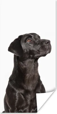 Produktbild von MuchoWow® Poster Nach oben schauender Hund 60x120 cm - Wandschmuck