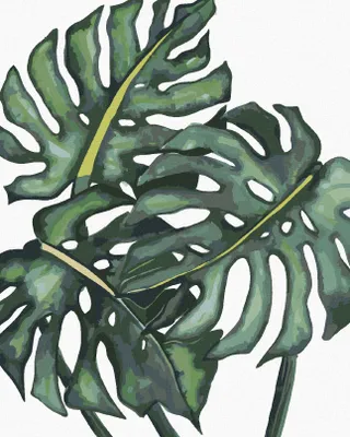 Produktbild von Zuty - Malen nach Zahlen - MONSTERA BLÄTTER (ALEXANDRIA GILBERT), 40x50 cm, mit Keilrahmen (bereits gespannt)