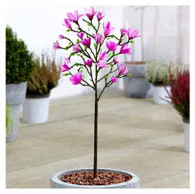 Produktbild von Magnolie Baum 'Susan' - Winterharte & mehrjährige Tulpenmagnolie - Blühende Pflanzen für Garten, Kübel & Balkon - 60-90 cm im Topf